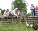 Des personnes en costume acadien traditionnel nourrissent des canards au Village historique acadien