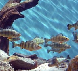 Fish at the New Brunswick Aquarium and Marine Centre